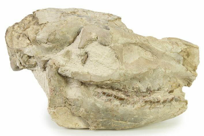 Fossil Horse (Mesohippus) Skull - Nebraska #342181